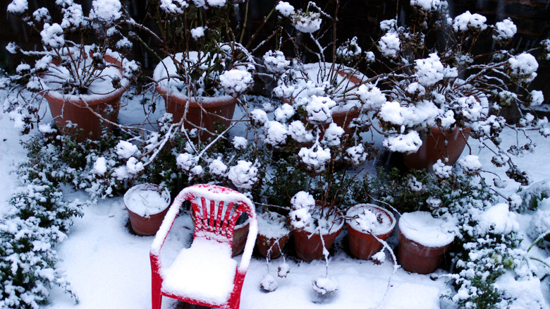 How To Overwinter Potted Hydrangeas